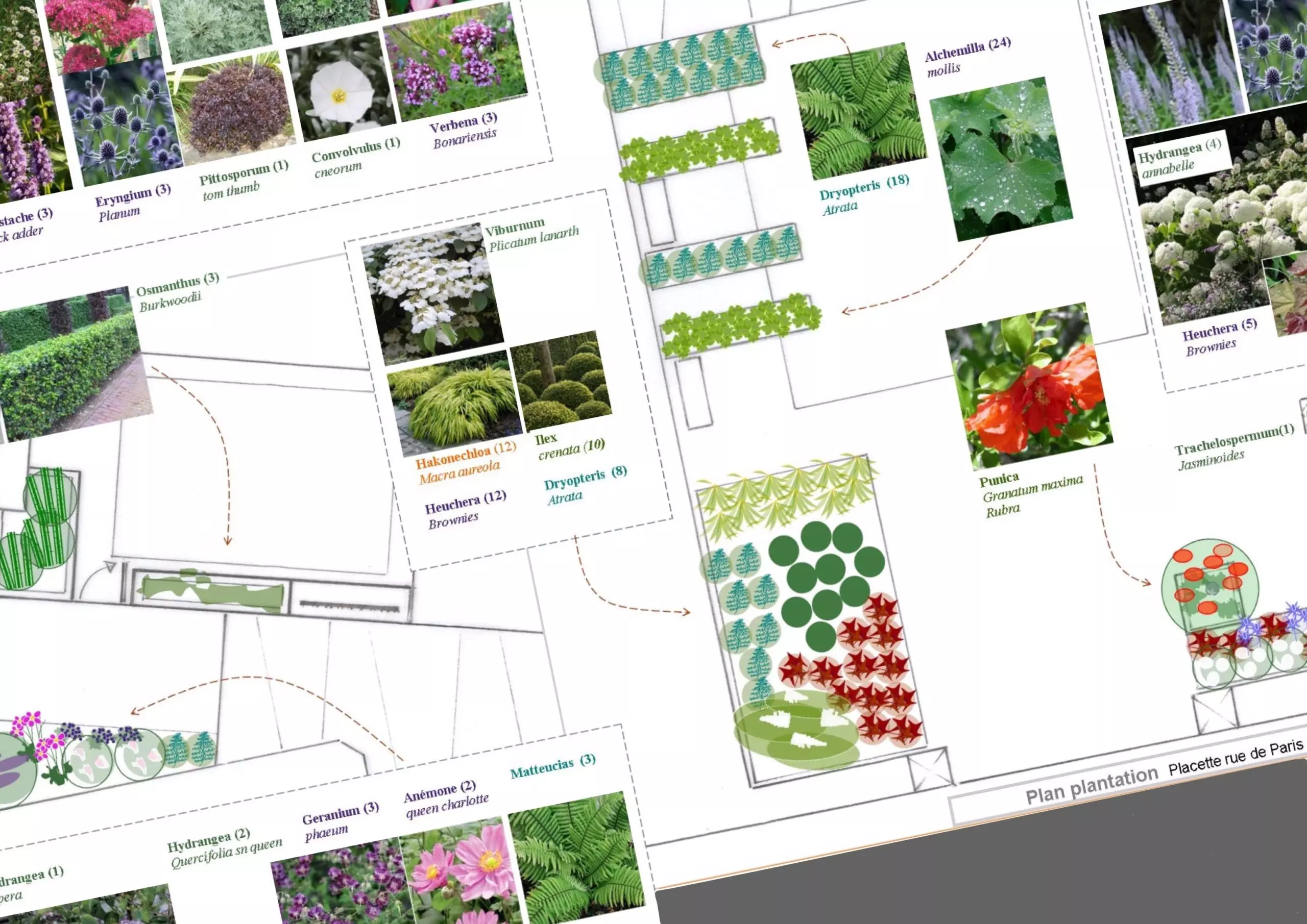 Projet_Cornus_24 corn IMG_1253(1)
