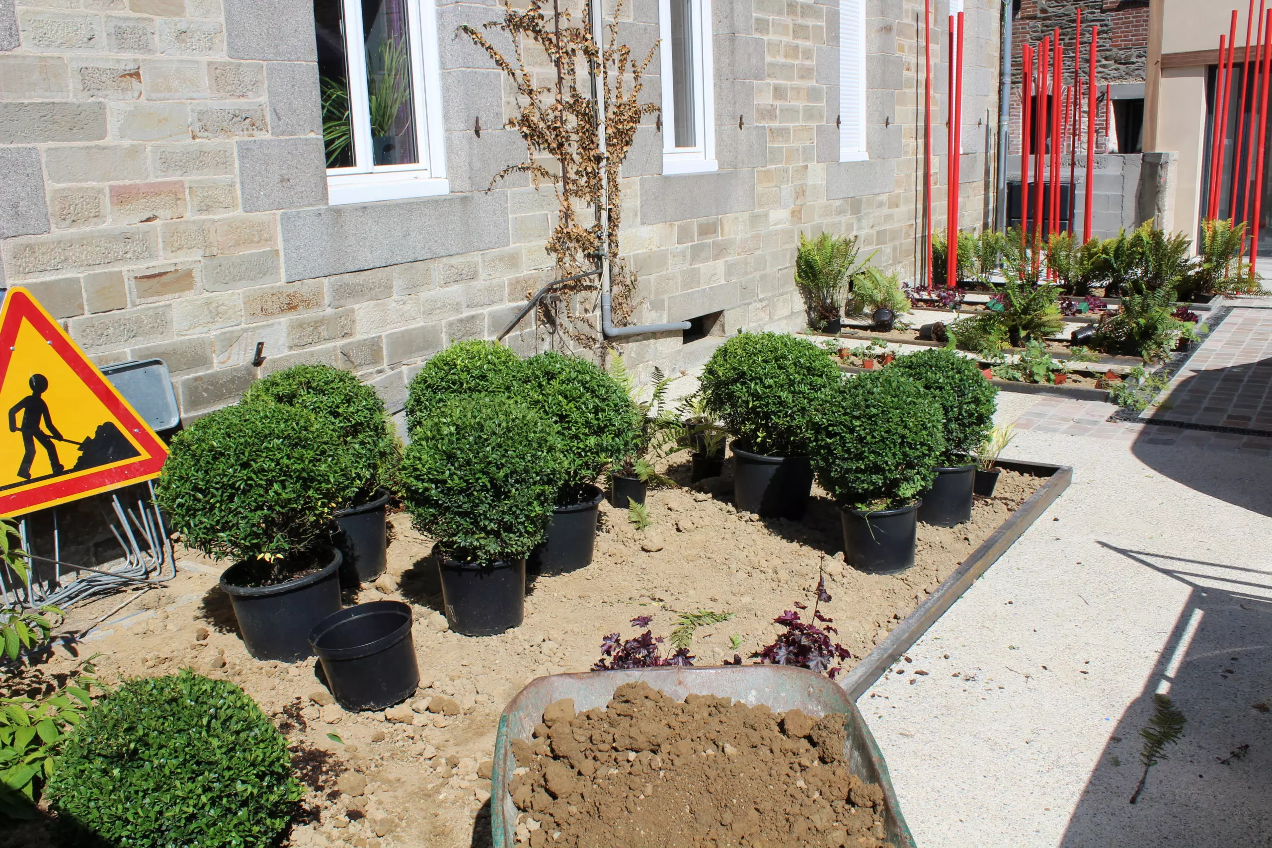 Projet_Cornus_25 corn